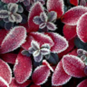 Meet your Posher, Latrice